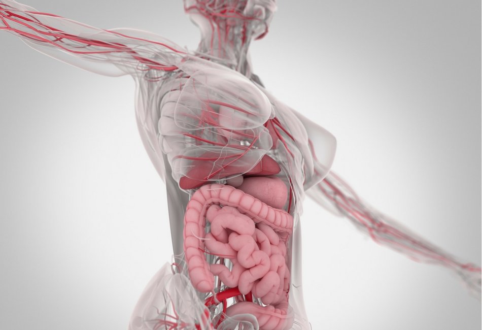 O impacto das substâncias adicionadas aos alimentos processados nos nossos intestinos